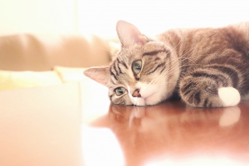 郡山ペットクリニック